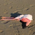 תמונות מזעזעות של ציפורי פלמיגנו מתות באגם המלח בלרנקה